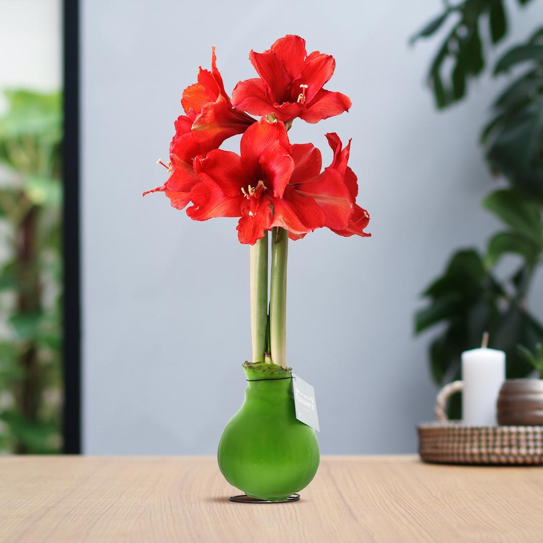 Amaryllis No Water Blumen Wachs Farben - Pflegeleichte Blühende rote Blumen Zimmerpflanze in 8 Farben