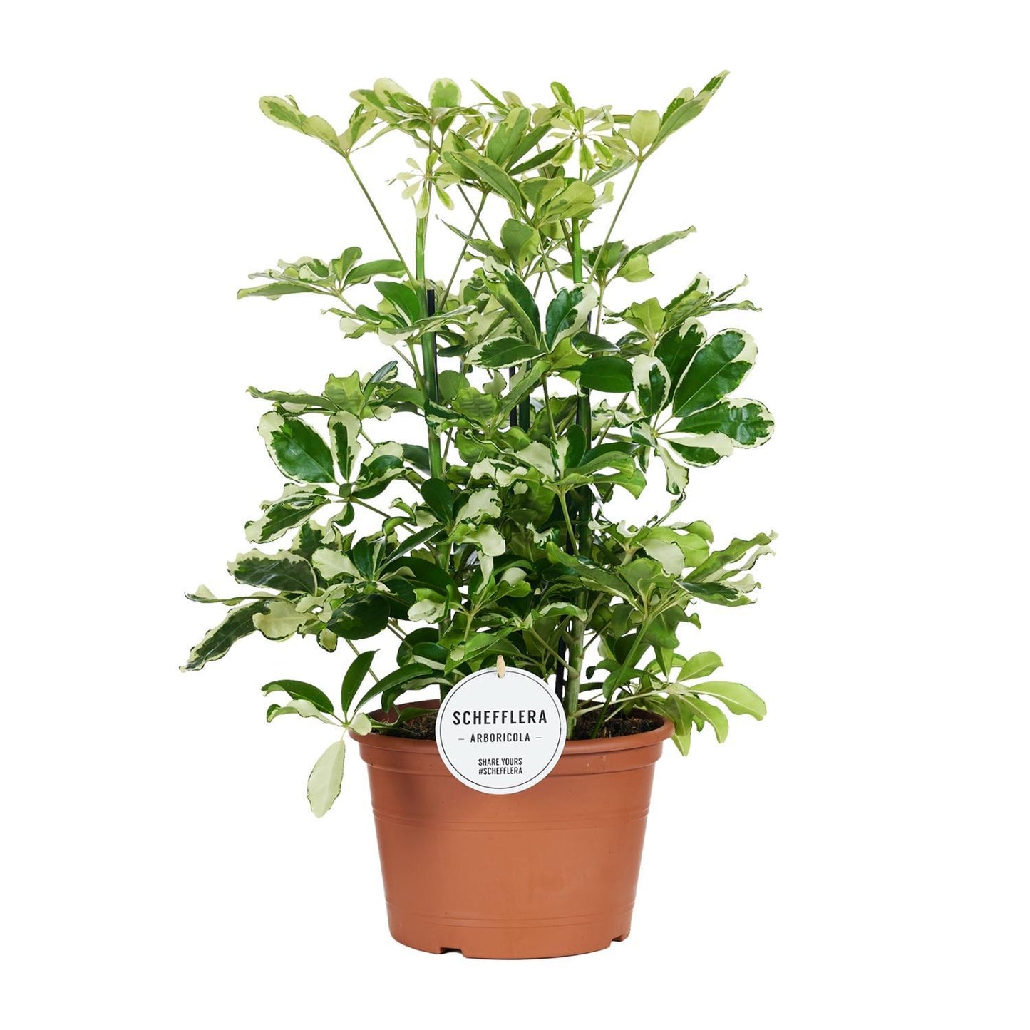 Schefflera Charlotte - Ø21cm - Höhe 55cm - Zimmerpflanze - Umbrella Baum - grüne-wurzel