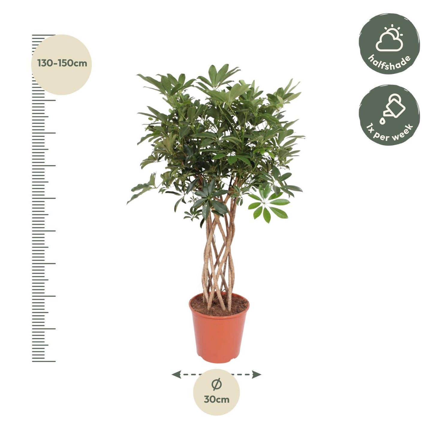 Schefflera Arboricola Compacta geflochtener Stamm – 140 cm ø30 – Zimmerpflanze – Zwergschirmbaum – Strahlenaralie - XXL Zimmerpflanze