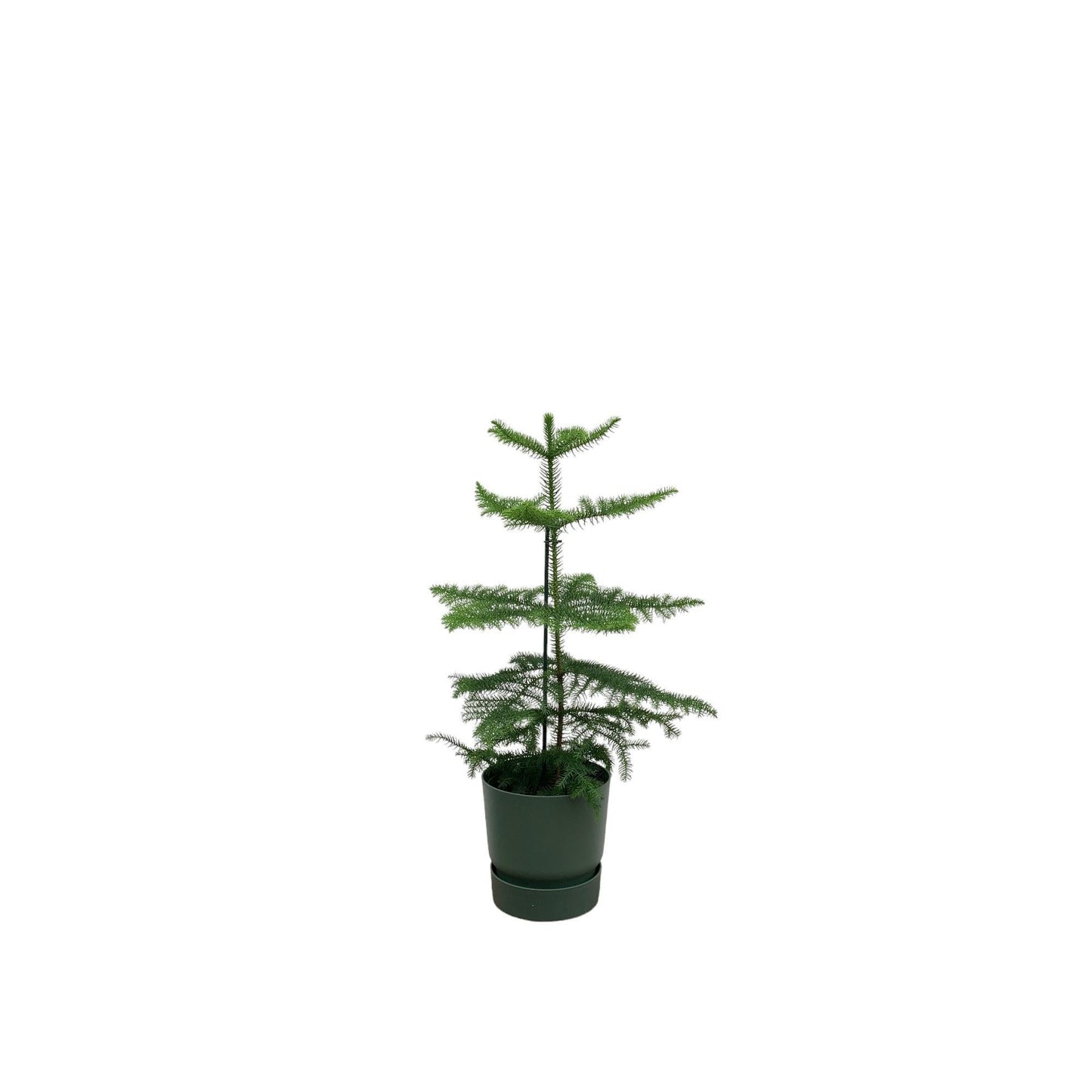 Araucaria mit Topf in verschiedenen Farben -  Zimmerkiefer 60 cm Ø18 - Zimmertanne Araucaria heterophylla - Immergrüne Zimmerpflanze