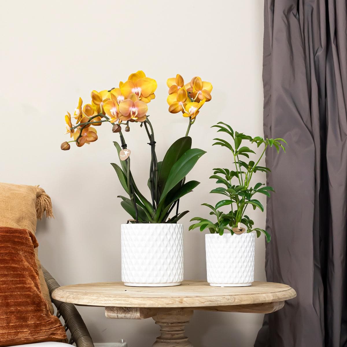 Kolibri Orchids | KOMBI ANGEBOT von 2 Phalaenopsis Orchideen Orchidaceae Las Vegas | Zimmerpflanze Ø12cm | Schmetterlingsorchidee blühend in Orange Gelb - grüne-wurzel