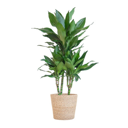 Dracaena Janet Lind mit Topf oder Korb  – 95cm Ø21 – Drachenbaum – Zimmerpflanze groß