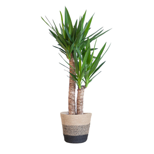 Yucca Elephantipes – Palmlilie – Sukkulente - 90cm – Zimmerpflanze inkl. nachhaltigem Viber Topf, Lissabon Korb oder Sofia Korb