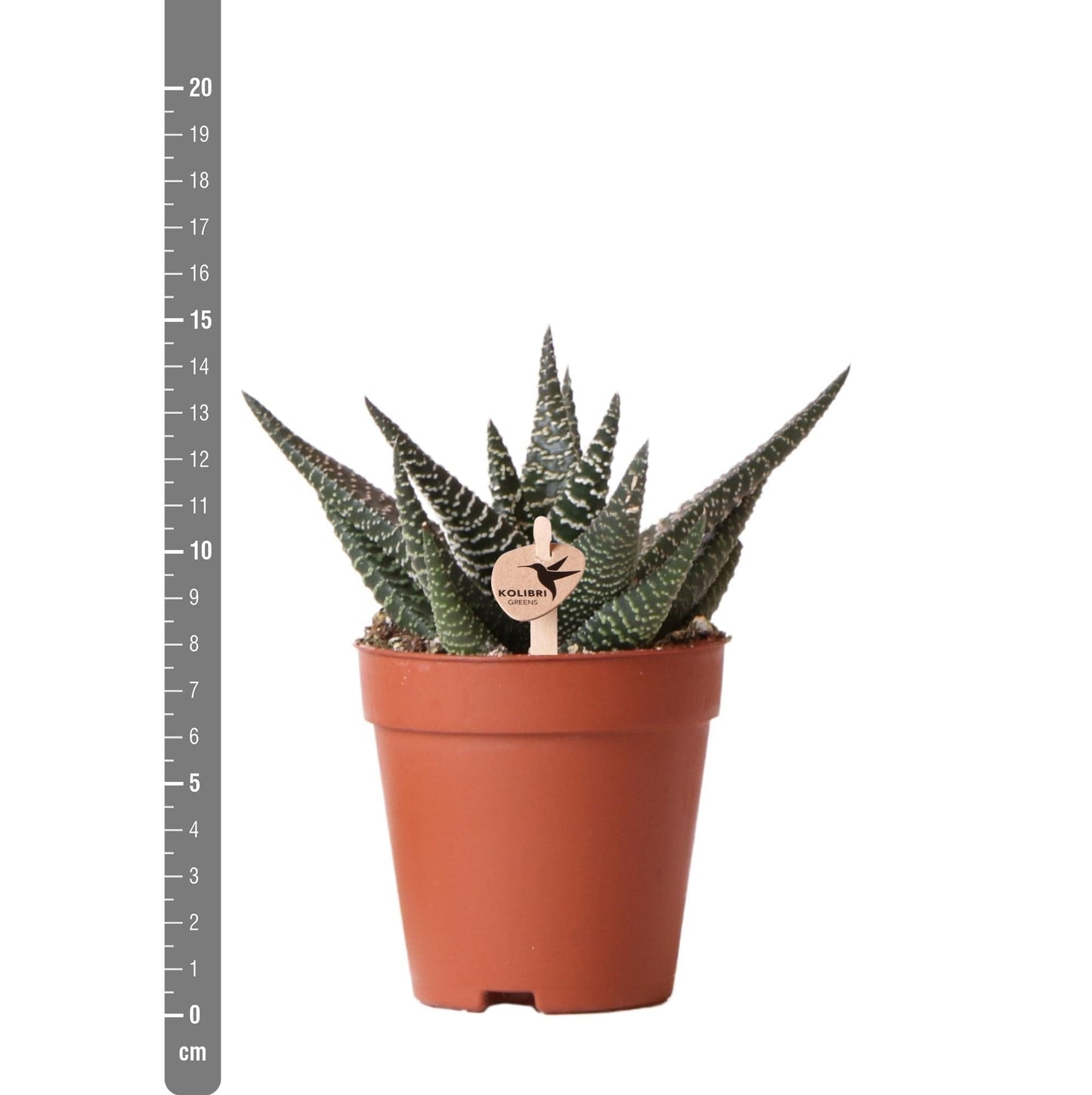 Kolibri Greens | Grünpflanze - Sukkulente Haworthia Royal Highnness - Topfmaat Ø9cm - grüne Zimmerpflanze - frisch aus der Gärtnerei - grüne-wurzel