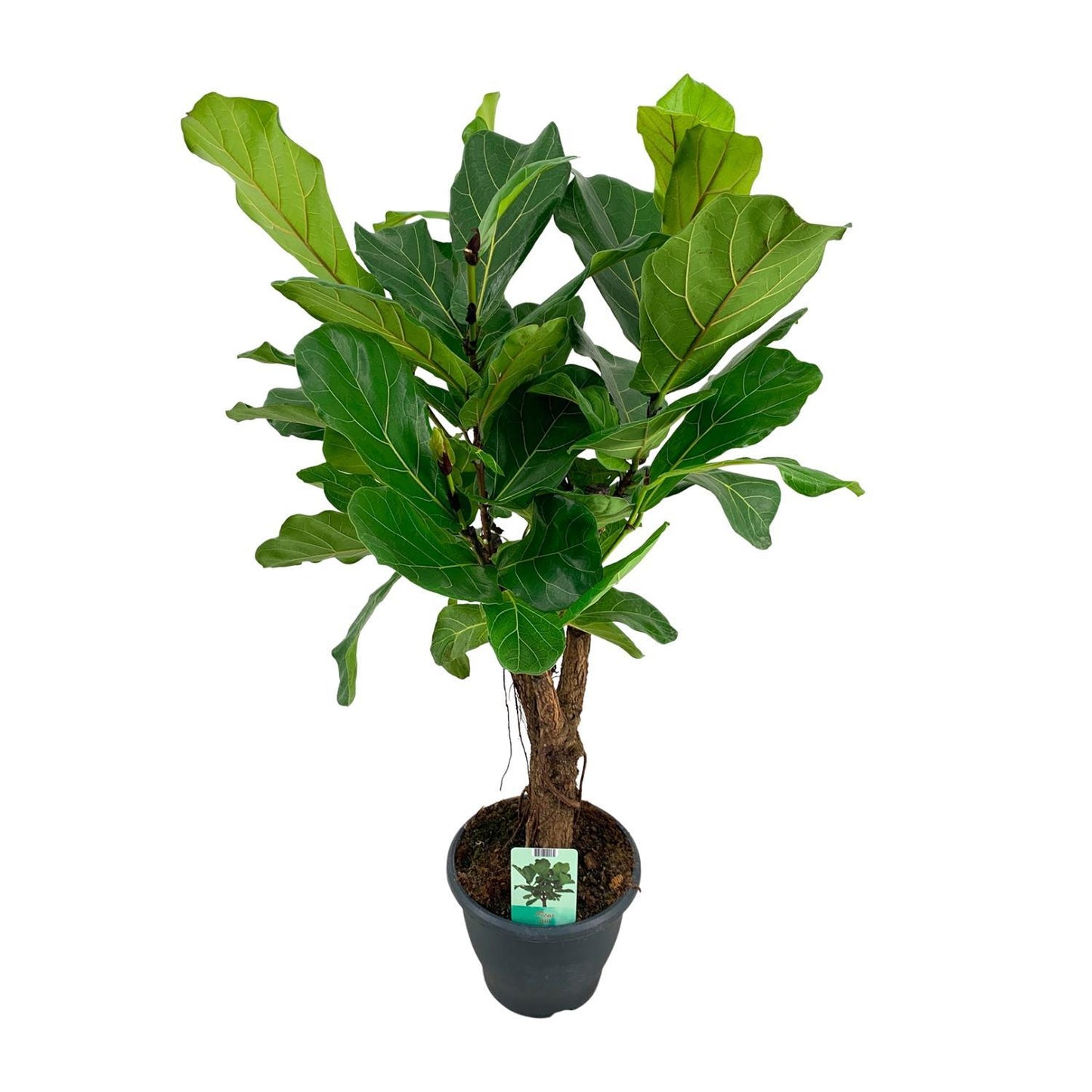 Ficus Lyrata – 100 cm Ø26 cm – Zimmerpflanze – XXL Zimmerpflanzen – Geigenfeigenbaum