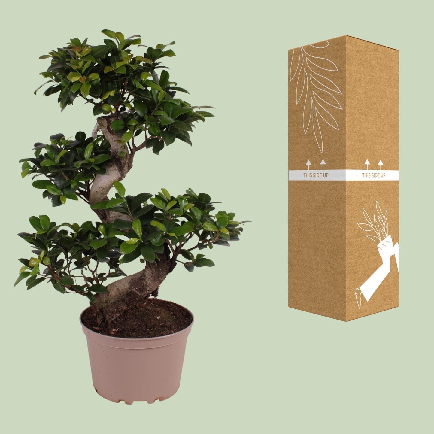 Ficus M. Ginseng - Ficus Microcarpa - Ø22cm - Höhe 70cm - Zimmerpflanze - Feigenbaum - grüne-wurzel