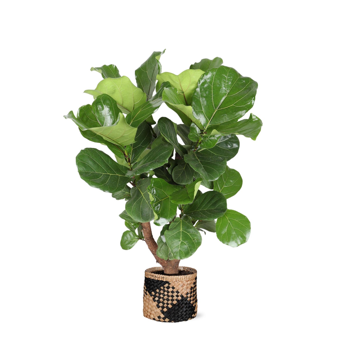 Ficus Lyrata verzweigt mit natürlichem Korb - Zimmerpflanze - Ø27cm ↕130cm - Geigenfeige - grüne-wurzel