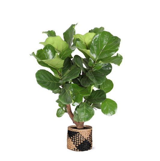 Ficus Lyrata verzweigt mit natürlichem Korb - Zimmerpflanze - Ø27cm ↕130cm - Geigenfeige - grüne-wurzel