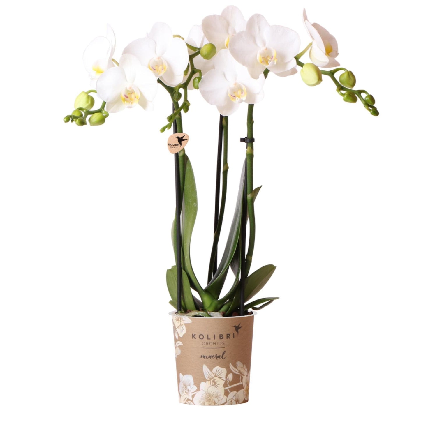 Kolibri Orchids | Weiße Phalaenopsis Orchidee - Amabilis - Orchidaceae - Schmetterlingsorchidee - Topfgröße Ø9cm | blühende Zimmerpflanze - frisch vom Züchter - grüne-wurzel