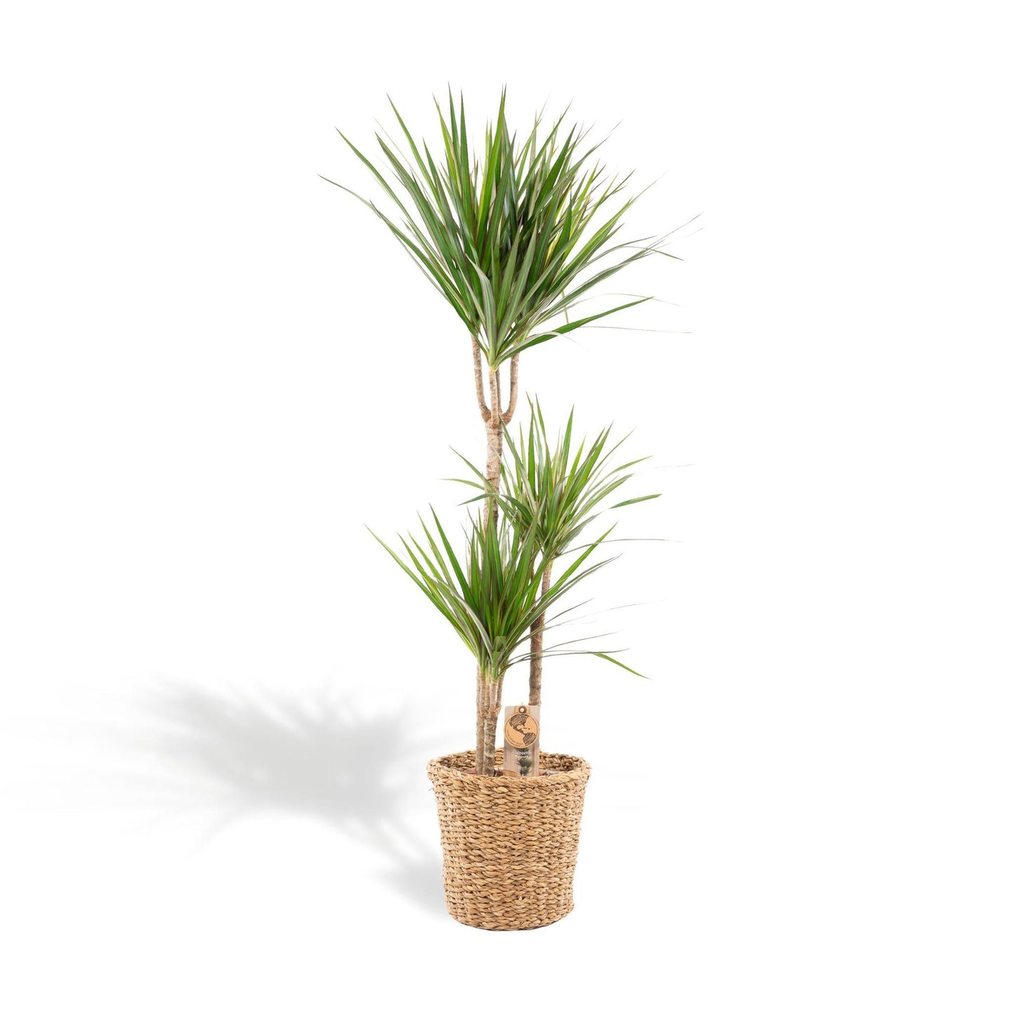 Dracaena Marginata mit Topf oder Korb – 120 cm Ø21 cm – Zimmerpflanze – XXL Zimmerpflanzen – Drachenbaum