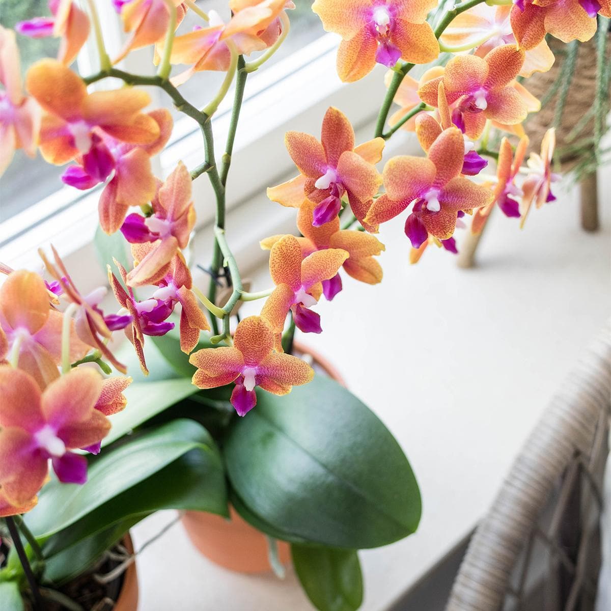 Kolibri Orchids | Orange duftende Phalaenopsis Orchidee im terrakottafarbenen Scandic Topf - Topfgröße Ø12cm Schmetterlingsorchideen Orchidaceae - grüne-wurzel