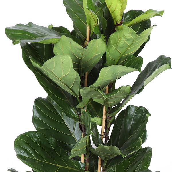 Ficus Lyrata mit Topf - Zimmerpflanze - Ø27cm, ↕140cm - Geigenfeige - grüne-wurzel