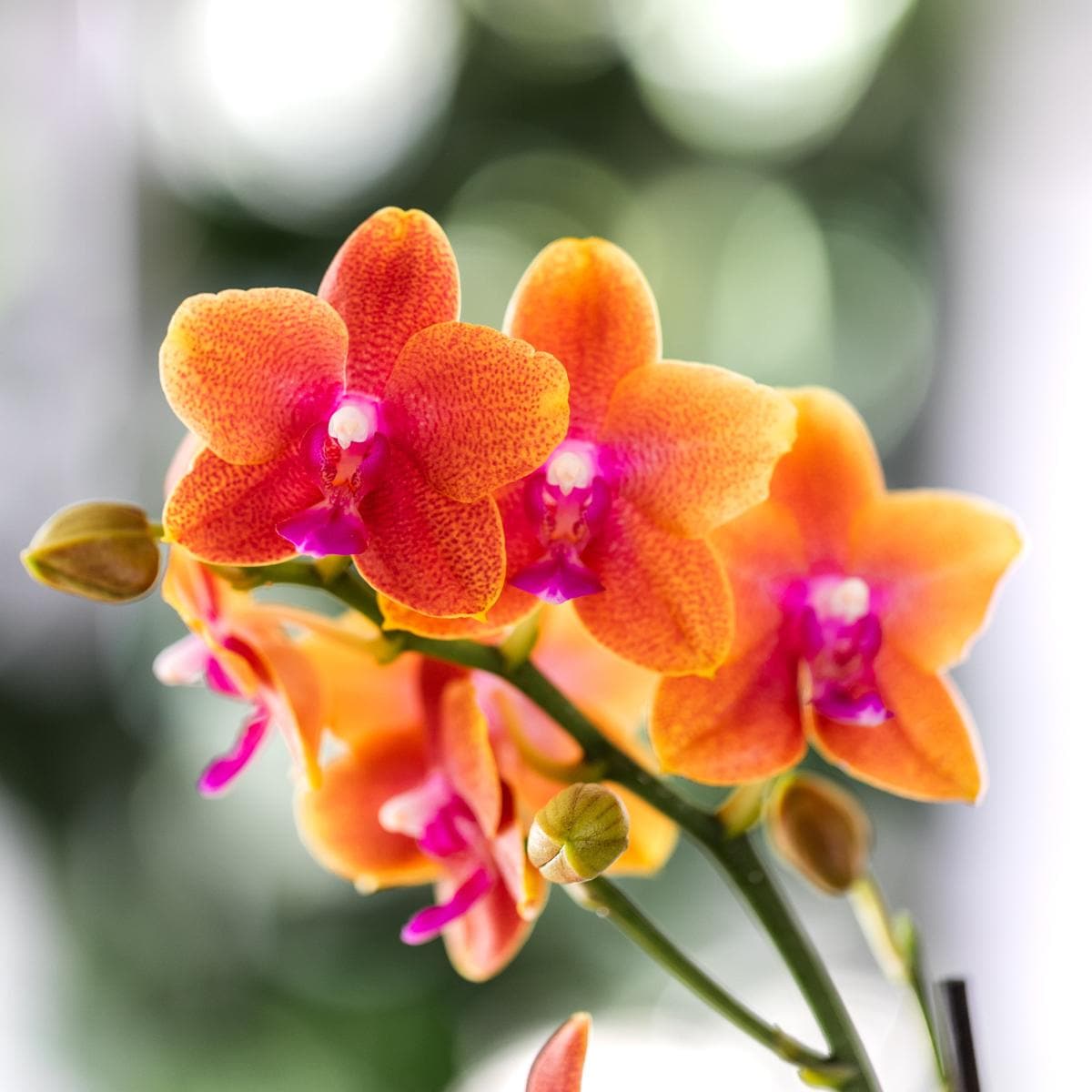 Kolibri Orchids | 2 duftende orangefarbene Phalaenopsis Orchideen Orchidaceae | Zimmerpflanze Ø12cm | Schmetterlingsorchidee blühend Rot Orange Lila - grüne-wurzel