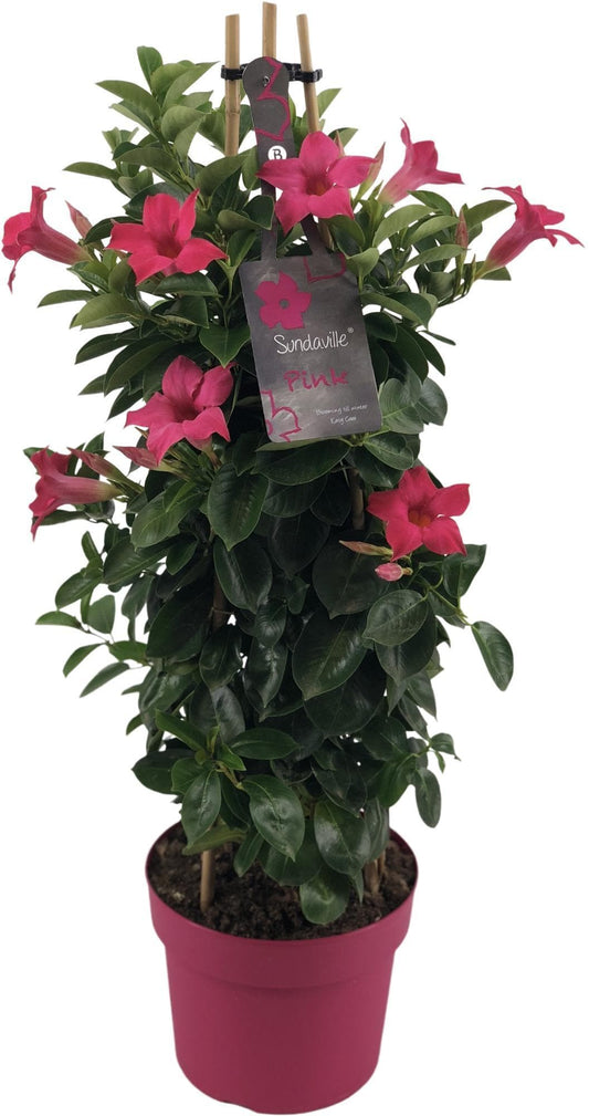 Mandevilla Sundaville Pink im Turm Dipladenia - Durchmesser: 19 cm - Höhe: 75 cm - Blühfreudige Kletterpflanze für Balkon und Terrasse - grüne-wurzel