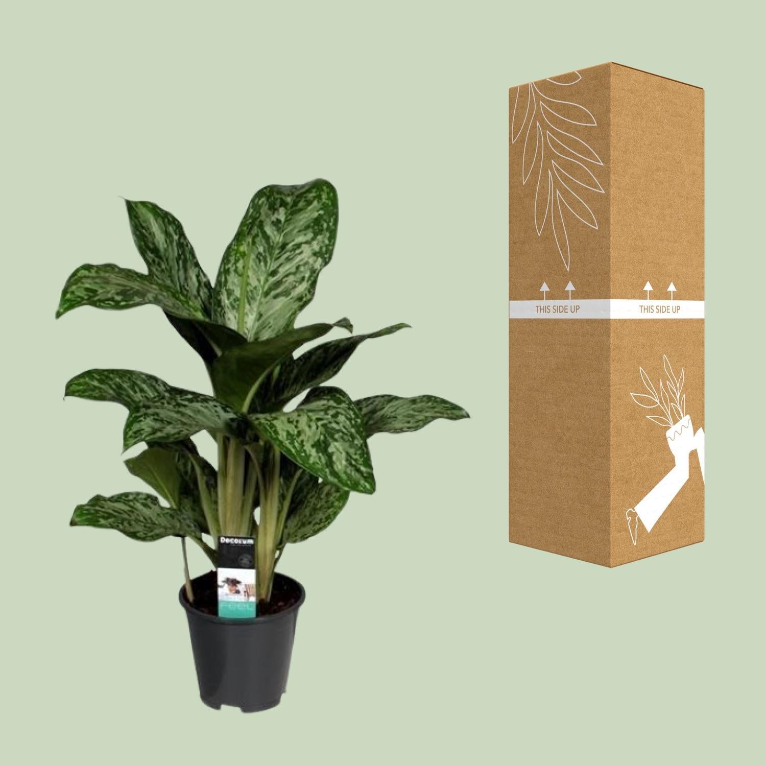 Aglaonema Greenlight - Zimmerpflanze - Ø17cm - Höhe 50-60cm - Kolbenfaden - grüne-wurzel