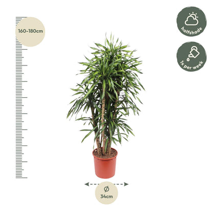 Dracaena Riki – 170 cm Ø34 cm – Zimmerpflanze – XXL Zimmerpflanzen - Drachenbaum