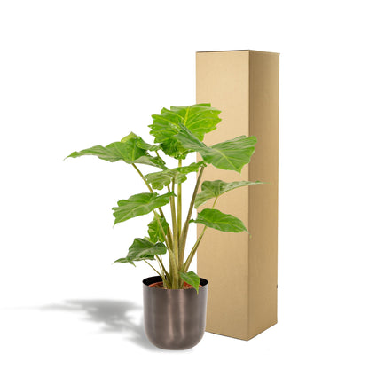 Alocasia Portodora - Ø21cm - ↕80cm + Topf Mayk Lead - grüne-wurzel