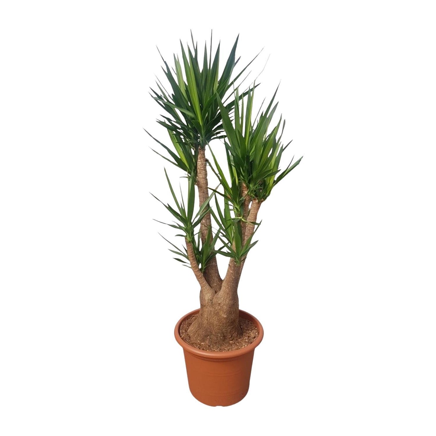 Yucca Elephantipes verzweigt – 190 cm Ø55 – Palmen – Spanisches Bajonett – Yucca Palme – XXL Zimmerpflanze