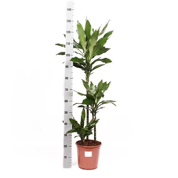 Dracaena Janet Lind mit Topf - Dracaena deremensis - Zimmerpflanze - Ø24cm - ↕120cm - grüne-wurzel