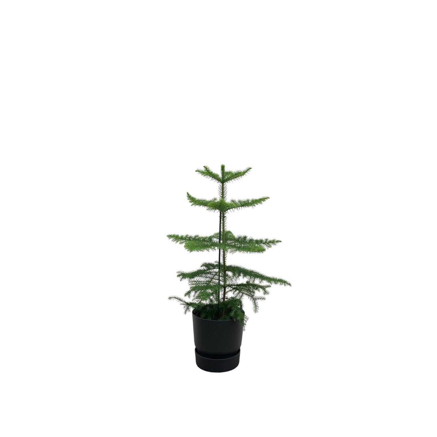 Araucaria mit Topf in verschiedenen Farben -  Zimmerkiefer 60 cm Ø18 - Zimmertanne Araucaria heterophylla - Immergrüne Zimmerpflanze