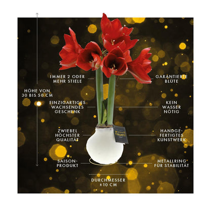 Amaryllis rote No Water Blumen Weihnachts Design Pflegeleichte Zimmerpflanze 3 Farben Blühend - Weiß Dunkelgrün Bordeaux Weihnachtsgeschenk Weihnachtsdekoration Pflanze für Weihnachten