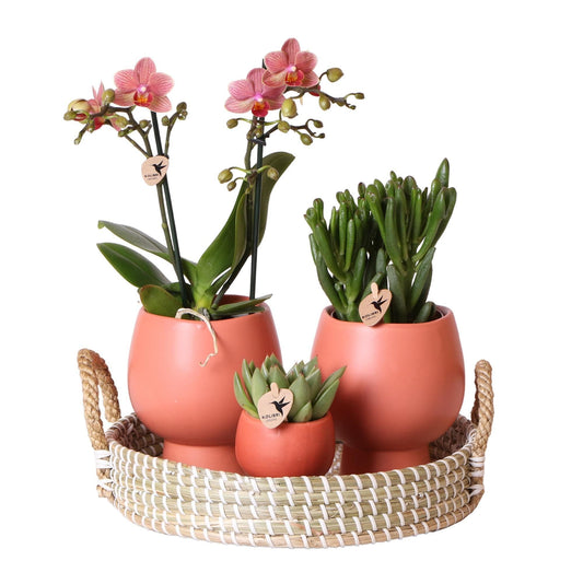 Kolibri Company - 3er Pflanzenset Scandic Terracotta | Rosa Phalaenopsis Schmetterlingsorchidee Orchidaceae und Sukkulenten | Zimmerpflanzen im Keramik-Ziertopf - grüne-wurzel