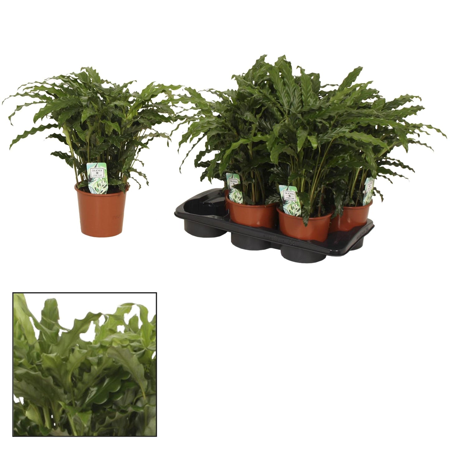 Calathea Bluegrass - Calathea Rufibarba - Zimmerpflanze - Ø17cm - ↕65cm - Pfauenpflanze - grüne-wurzel