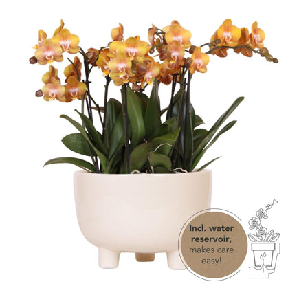 Kolibri Orchideen - Phalaenopsis Orchidee - Gelbe Blüten - 12cm Topf - Zimmerpflanze mit Bewässerungsreservoir - Mottenorchidee - Schmetterlingsorchidee mit Topf Orchidaceae - grüne-wurzel