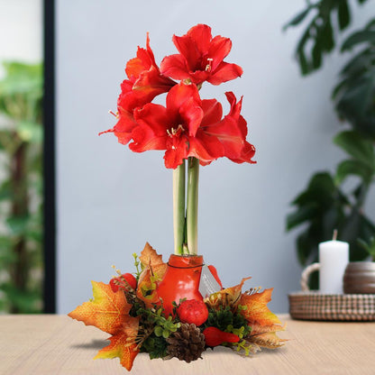 Amaryllis NoWater rote Blumen mit Herbstkranz - Pflegeleichte Blühende Zimmerpflanze mit Herbstdekoration Orange