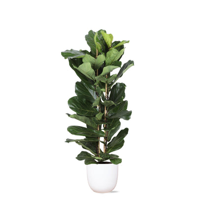 Ficus Lyrata mit Topf - Zimmerpflanze - Ø27cm, ↕140cm - Geigenfeige