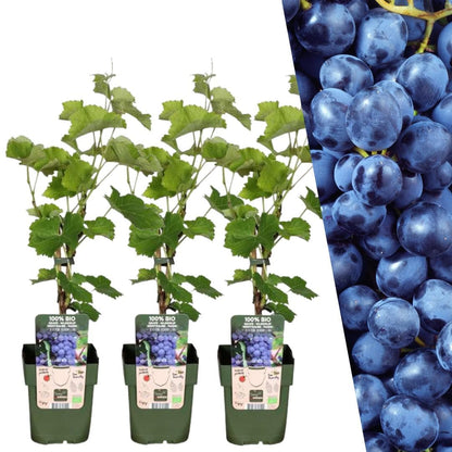 3x Bio Weintrauben-Pflanzen Vitis vinifera - Ø 13 cm - Höhe 20-25 cm - Gartenpflanze - grüne-wurzel