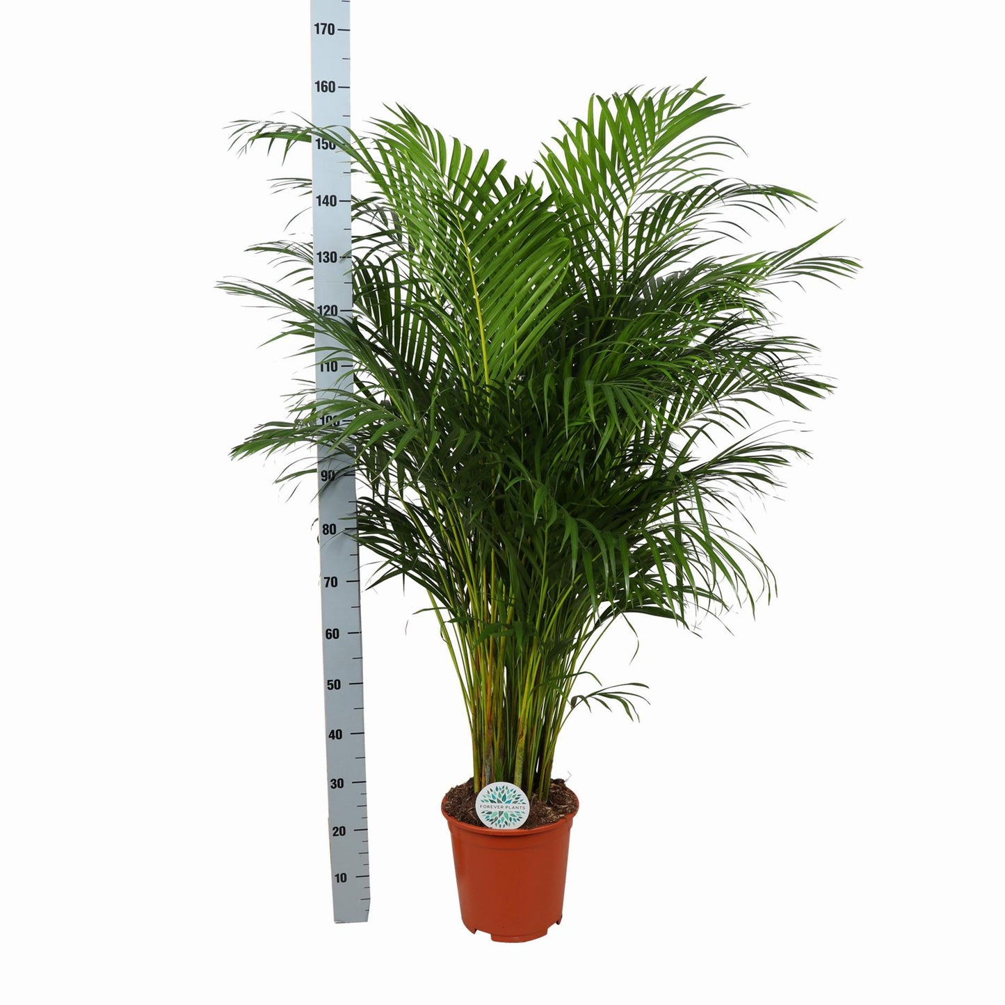 Dypsis Lutescens mit Topf - Areca Palme - Zimmerpflanze - Ø27cm - ↕160cm - Schmetterlingspalme - grüne-wurzel