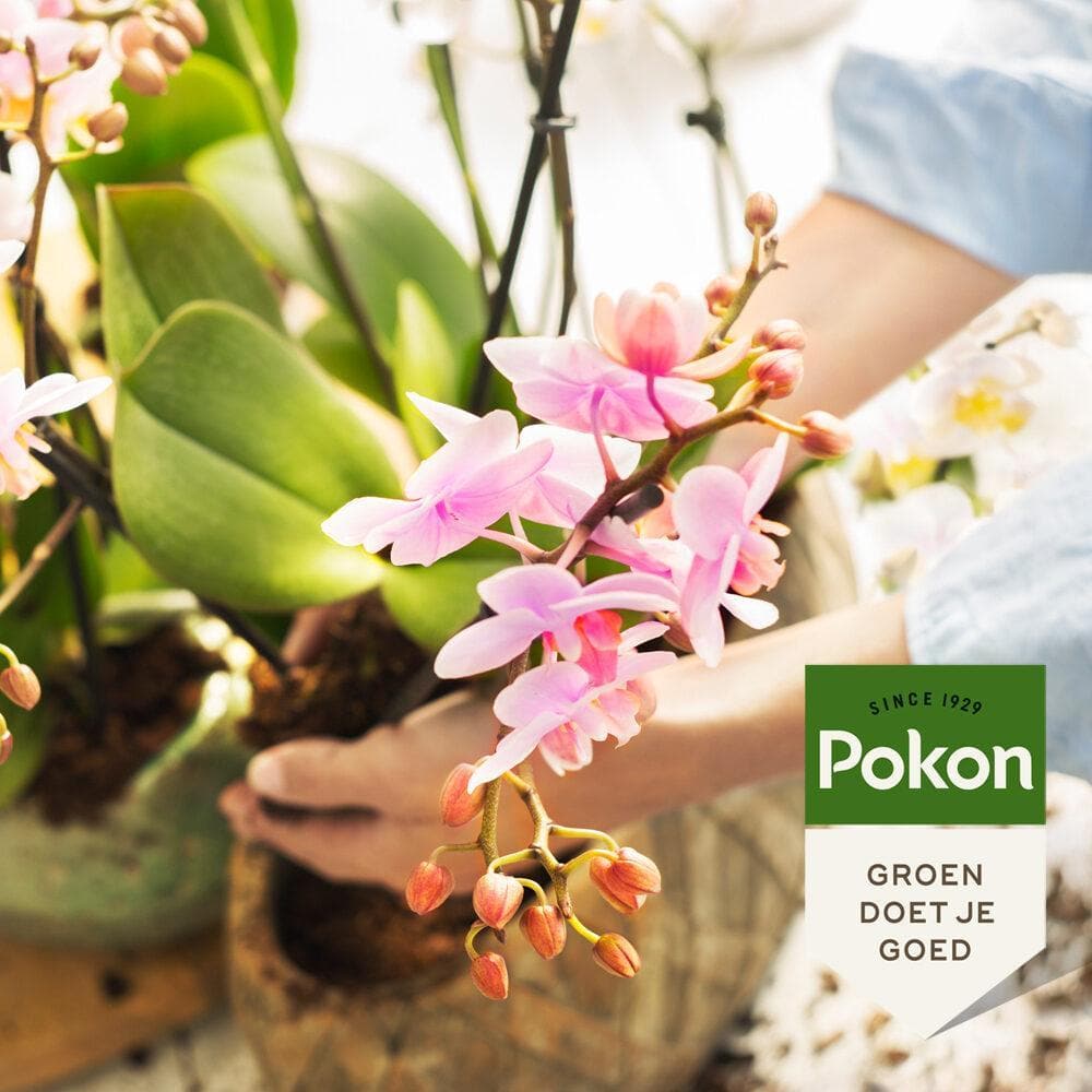 Pokon Bio Orchideenfutter - Pflanzendünger für Zimmerpflanzen - 250 ml - grüne-wurzel