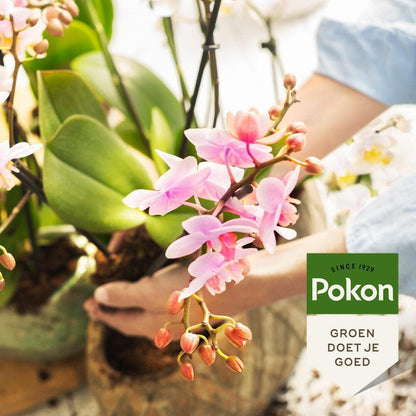 Pokon Bio Orchideenfutter - Pflanzendünger für Zimmerpflanzen - 250 ml - grüne-wurzel