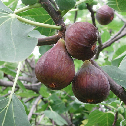 3x Bio-Feigenbäume - Feigensorte: Ficus Guttissimo Perretta BIO - Ficus carica - Ø 13 cm - Gartenpflanze - 20 cm - grüne-wurzel