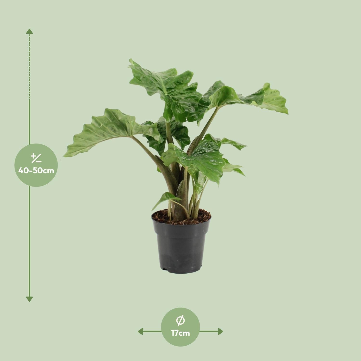 Alocasia Low Rider - Ø17cm - Höhe 50cm - Zimmerpflanze - Elefantenohr - grüne-wurzel