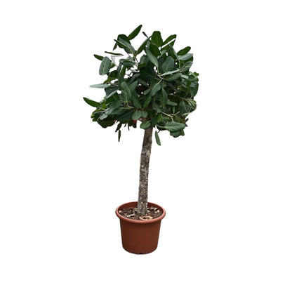 Ficus Benghalensis Banyan Feigenbaum - Zimmerpflanze - 180 cm - Ø45 cm Topf - grüne-wurzel