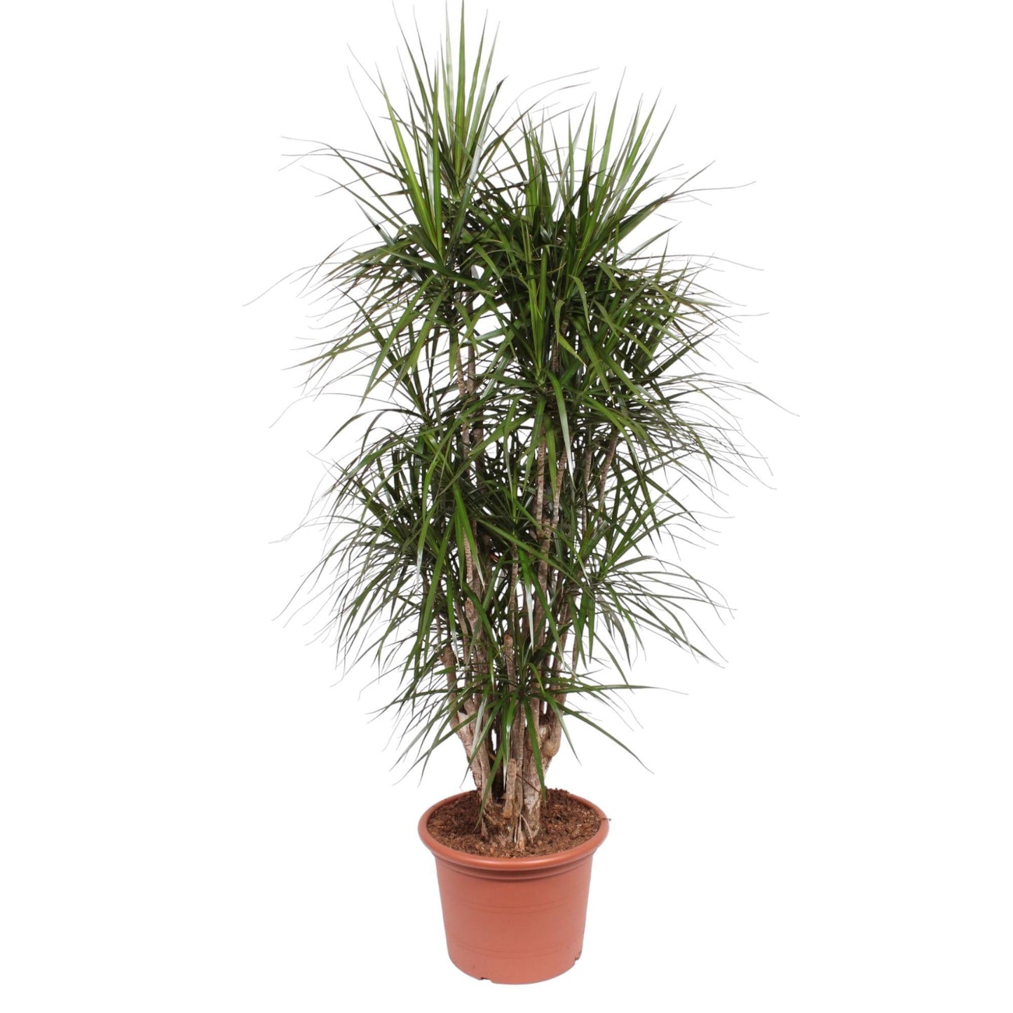 Dracaena Marginata verzweigt – 190 cm Ø45 cm – Zimmerpflanze – XXL Zimmerpflanzen - Drachenbaum