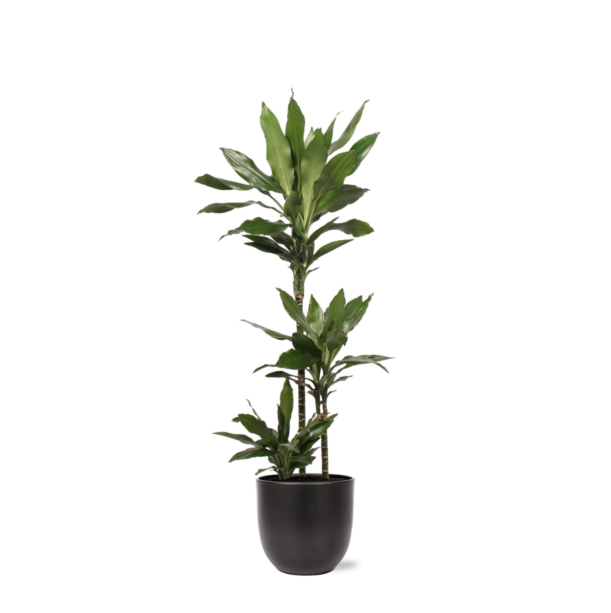 Dracaena Janet Lind mit Topf - Dracaena deremensis - Zimmerpflanze - Ø24cm - ↕120cm - grüne-wurzel