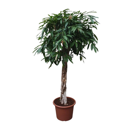 Ficus Amstel King mit geflochtenem Stamm - 190 cm - Ø45 - Zimmerpflanzen - Immergrüne Pflanzen