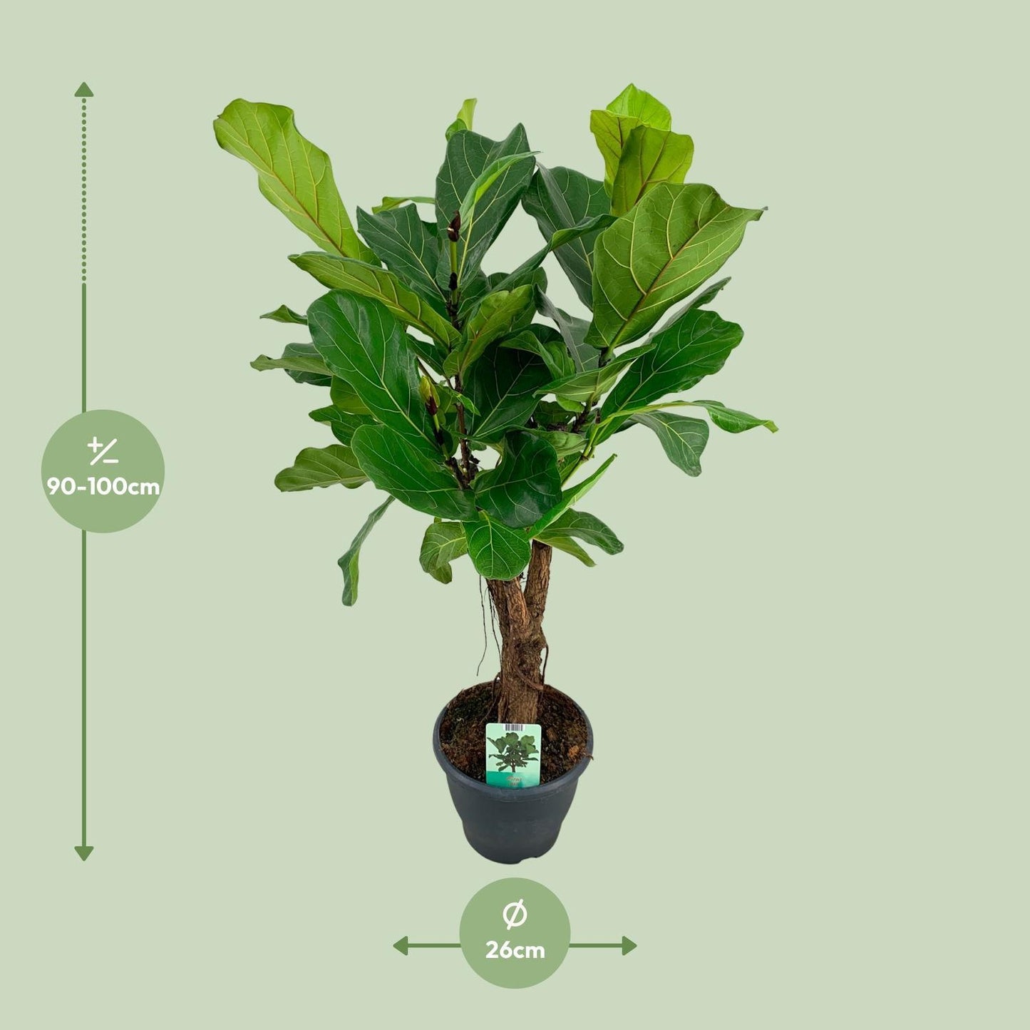 Ficus Lyrata – 100 cm Ø26 cm – Zimmerpflanze – XXL Zimmerpflanzen – Geigenfeigenbaum