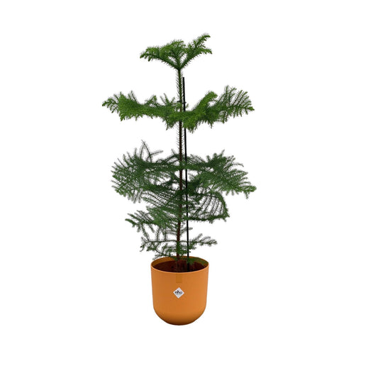 Combi deal - Araucaria (kamerden) inclusief elho Jazz Round Amber Yellow Ø23 - 100 cm - grüne-wurzel