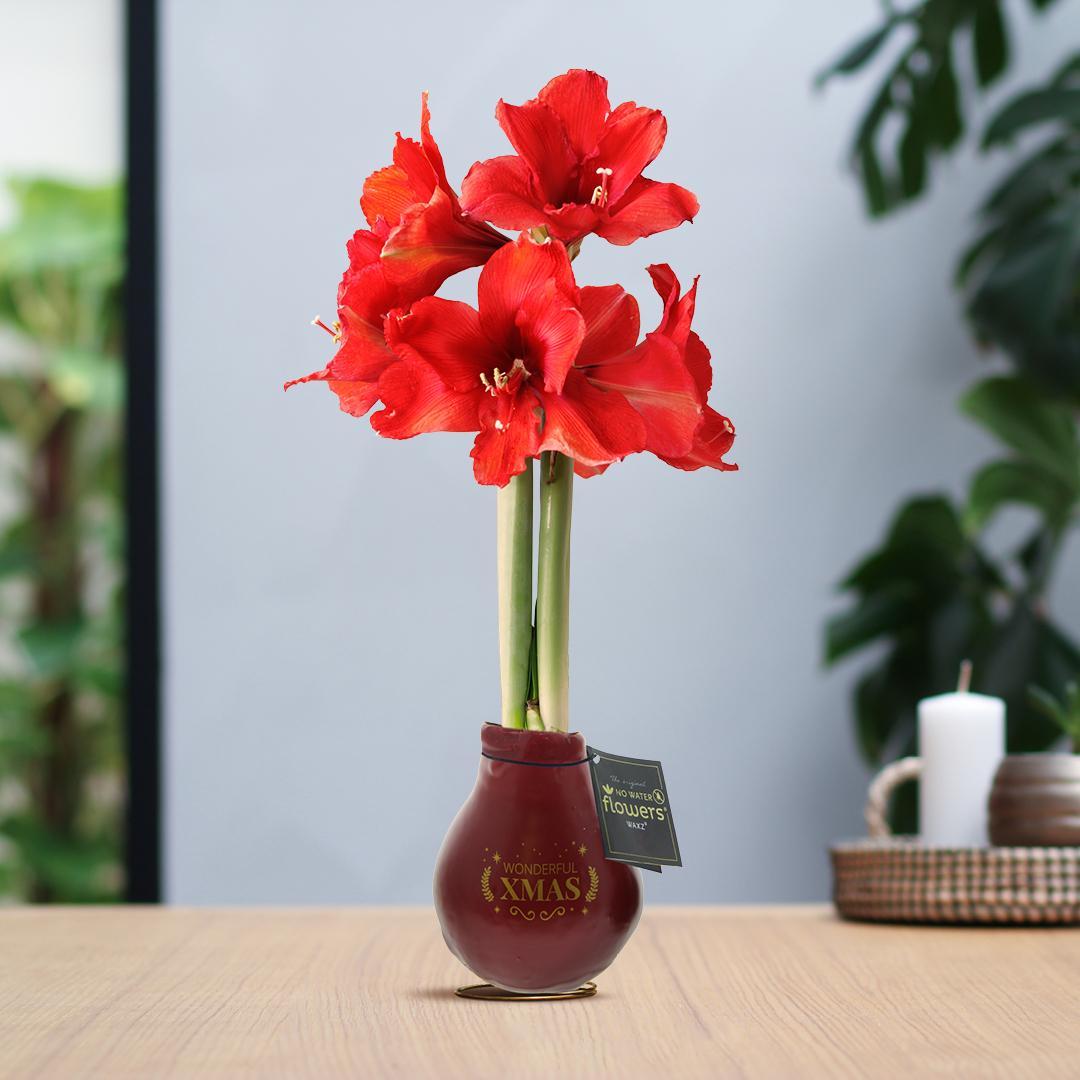 Amaryllis rote No Water Blumen Weihnachts Design Pflegeleichte Zimmerpflanze 3 Farben Blühend - Weiß Dunkelgrün Bordeaux Weihnachtsgeschenk Weihnachtsdekoration Pflanze für Weihnachten