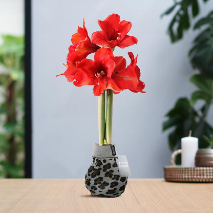 Amaryllis NoWater Rote Blumen Animal Print Stoffhüllen - Pflegeleichte Blühende Zimmerpflanze in 3 Designs (Zebra, Leopard oder Gepard Muster)