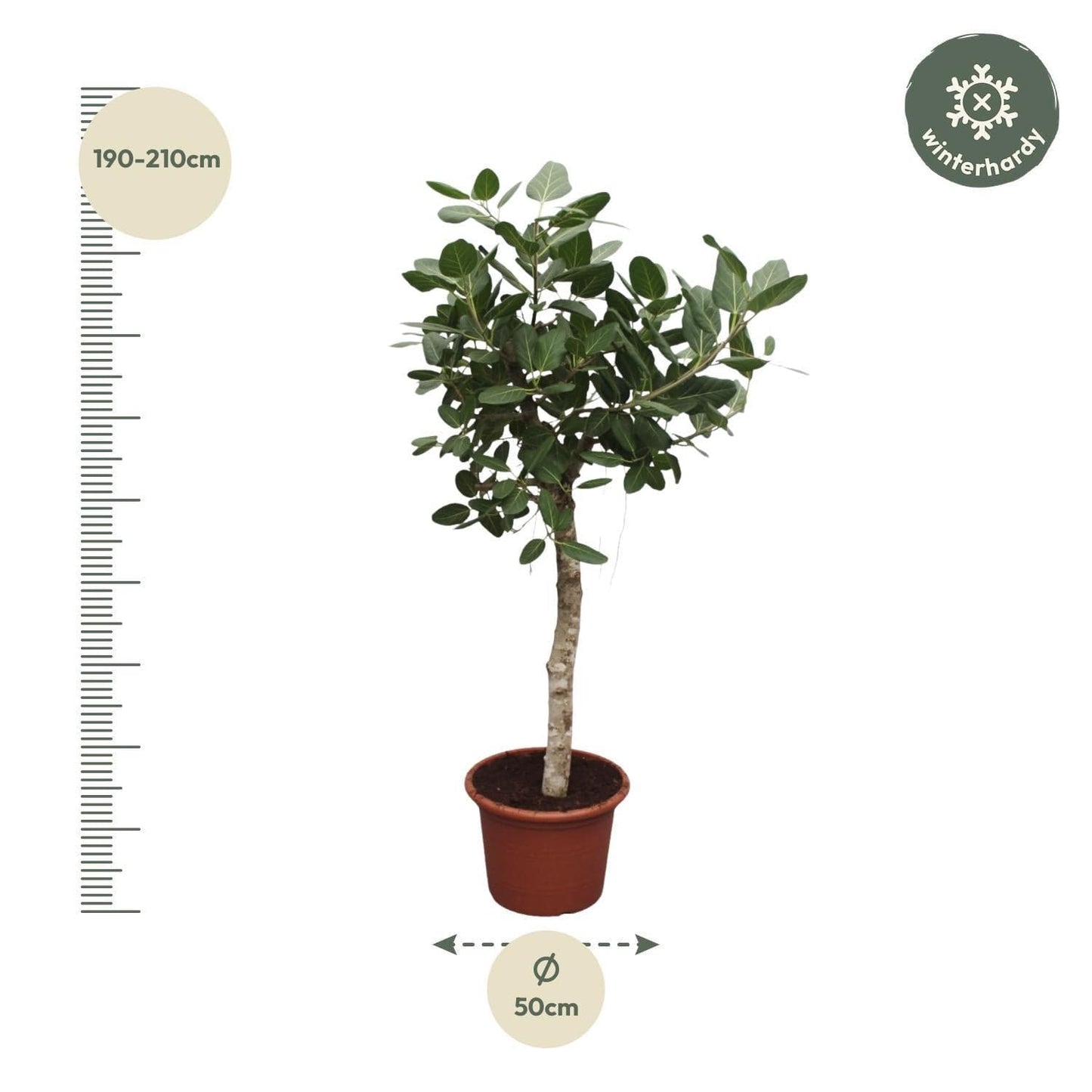 Ficus Benghalensis Banyan Feigenbaum - Zimmerpflanze - 200 cm - Ø50 cm Topf - grüne-wurzel