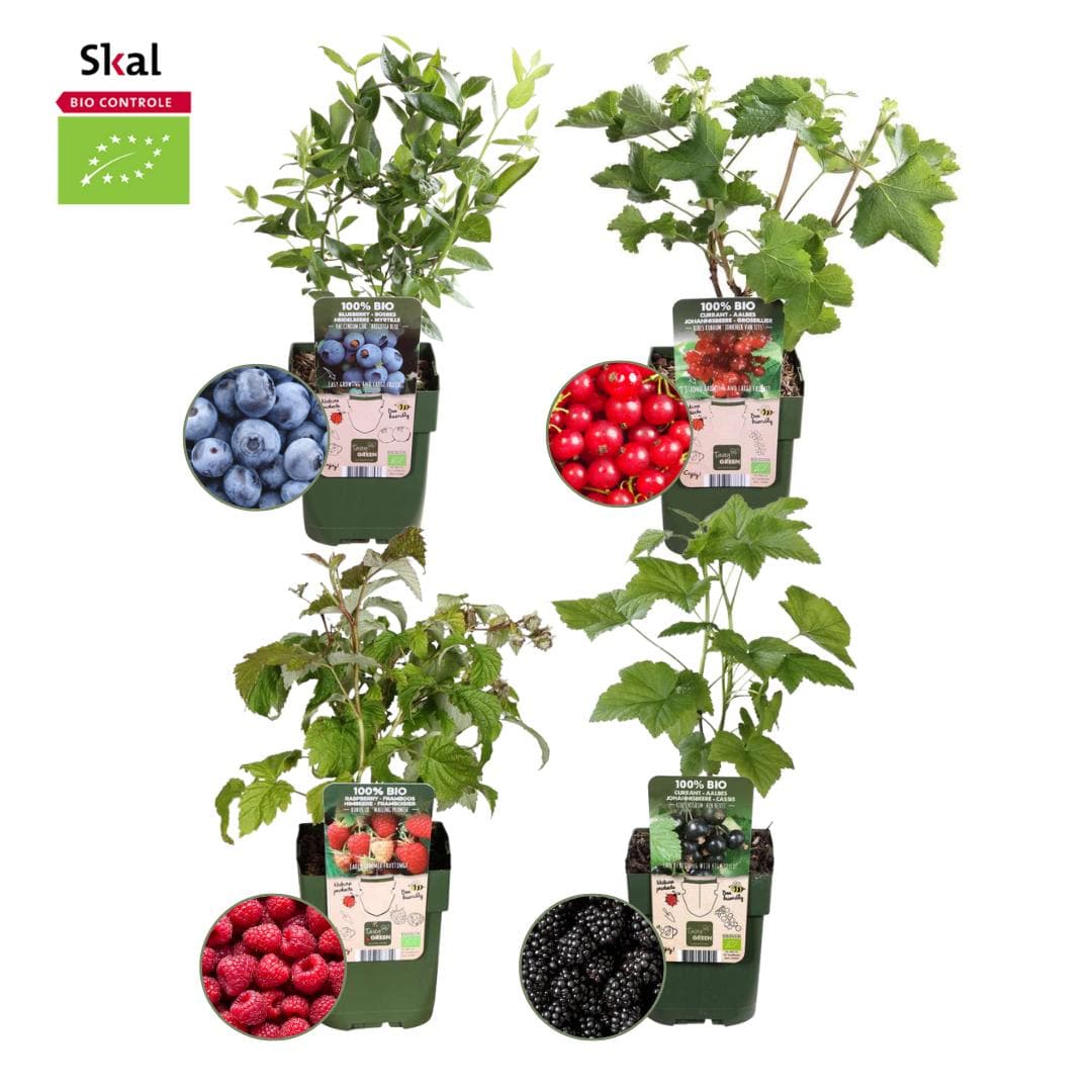 4x Bio Obstpflanzen Set Fruchtparadies - Himbeere, Blaubeere Heidelbeere, Brombeere, Rote Johannisbeere - Ø13 cm - Gartenpflanze - grüne-wurzel