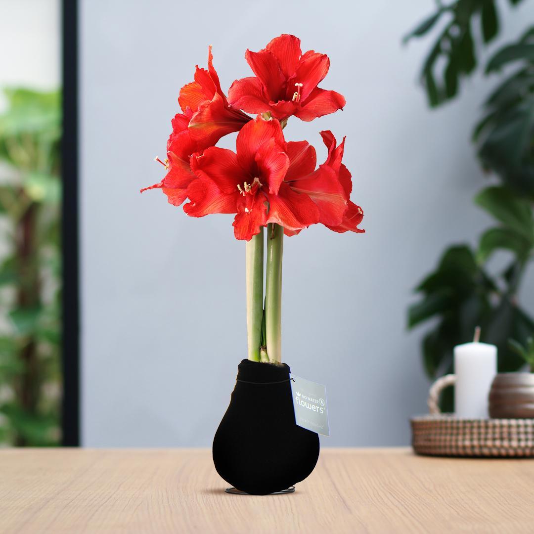 Amaryllis rote No Water Blume Samt Stil Pflegeleichte Zimmerpflanze 8 Farben Blühend - weiß und rot