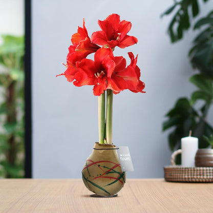 Amaryllis rote No Water Blumen Munch Design Pflegeleichte Zimmerpflanze 3 Farben Blühend - Dunkelgrün Gold Rot