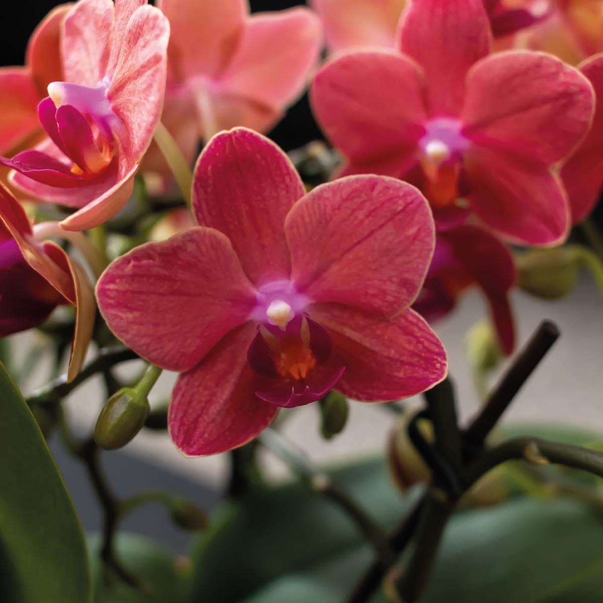 Kolibri Company - 3er Pflanzenset Scandic Terracotta | Rosa Phalaenopsis Schmetterlingsorchidee Orchidaceae und Sukkulenten | Zimmerpflanzen im Keramik-Ziertopf - grüne-wurzel