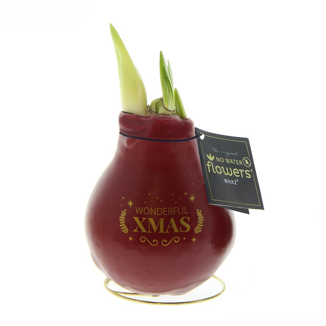 Amaryllis rote No Water Blumen Weihnachts Design Pflegeleichte Zimmerpflanze 3 Farben Blühend - Weiß Dunkelgrün Bordeaux Weihnachtsgeschenk Weihnachtsdekoration Pflanze für Weihnachten